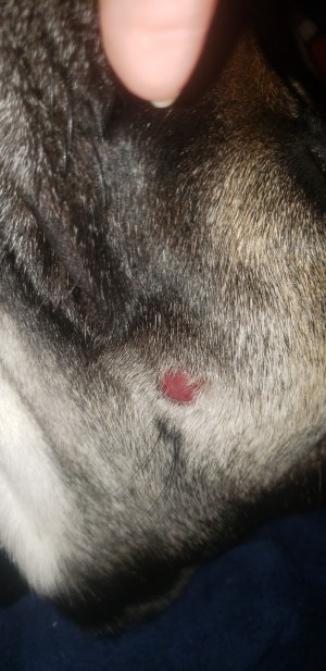 Identifying a Bump on a Dog - dark pink round bump