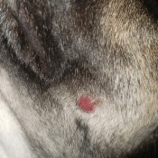 Identifying a Bump on a Dog - dark pink round bump