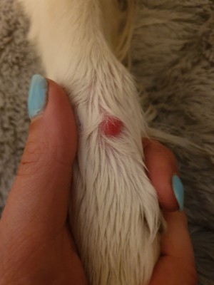 Identifying a Lump on My Dog's Leg - dark pink round bump on white dog's leg