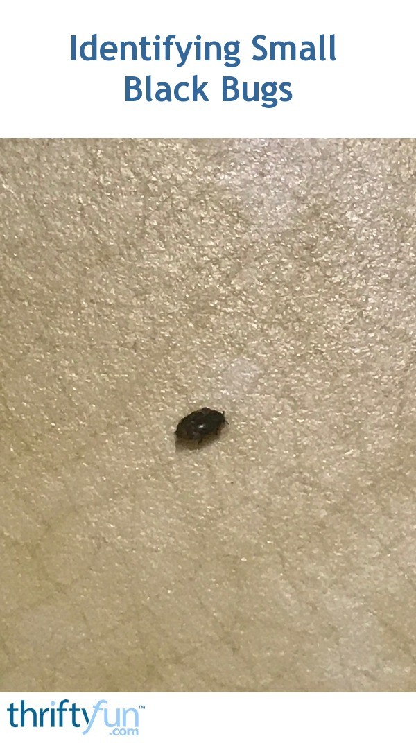 Identifying Small Black Bugs Thriftyfun