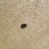 Identifying Small Black Bugs - bug on the floor