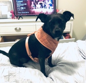 What Is My Chihuahua Mixed With? - black dog wearing a harness on the bed