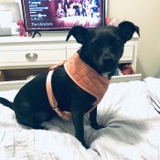 What Is My Chihuahua Mixed With? - black dog wearing a harness on the bed