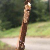 Identifying Insect Eggs on an Apple Tree - rows of medium tan round eggs on branch