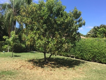 Avocado Tree Leaves Turning Brown and Falling - tree in the yard