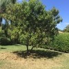 Avocado Tree Leaves Turning Brown and Falling - tree in the yard