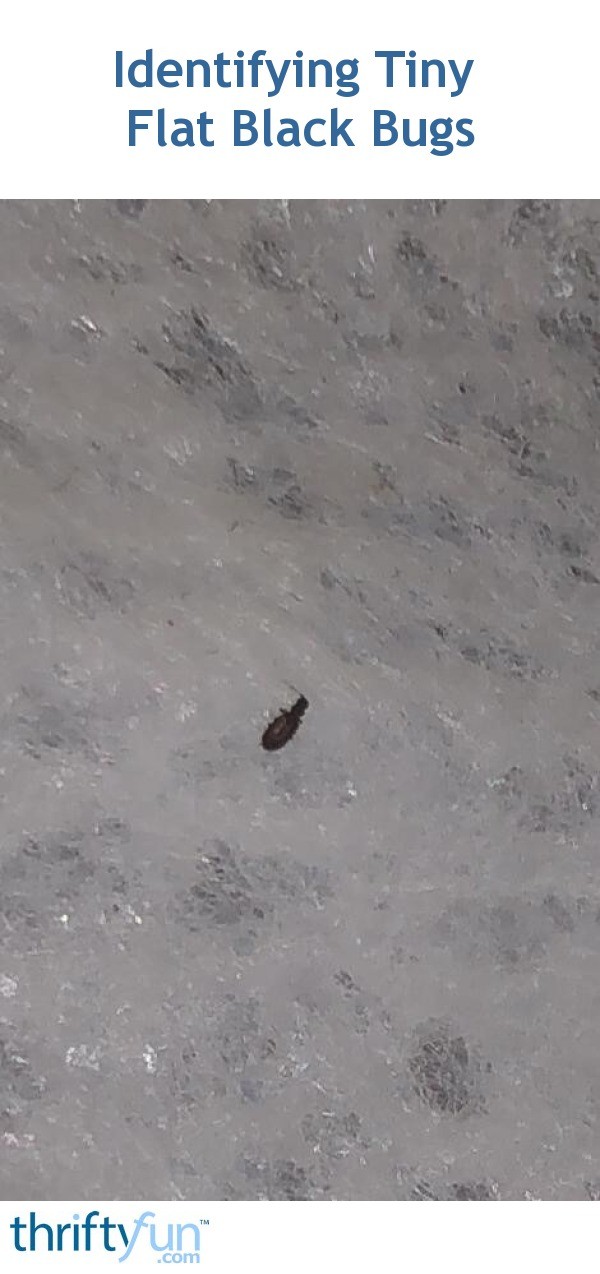 Identifying Tiny Flat Black Bugs? ThriftyFun