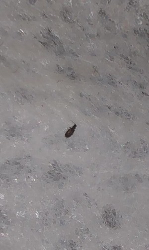 Identifying Tiny Flat Black Bugs
