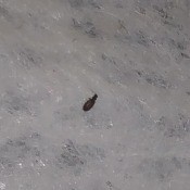Identifying Tiny Flat Black Bugs