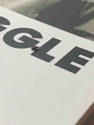 Identifying Household Bugs - black and tan bug on a box or piece of paper with lettering