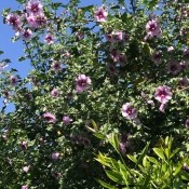 Identifying a Flowering Shrub
(Rose of Sharon)