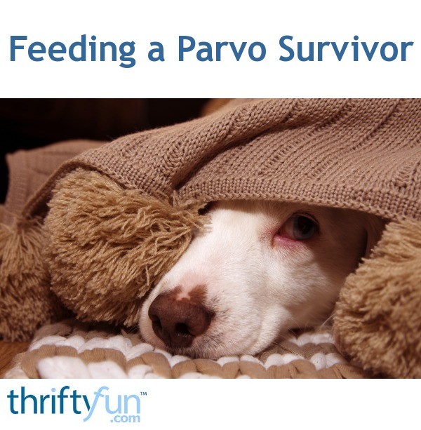 Feeding a Parvo Survivor? ThriftyFun