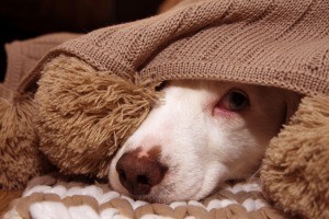 A dog under a blanket.