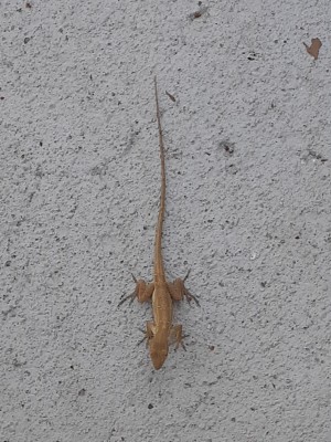 Identifying a Lizard - light brown lizard on concrete
