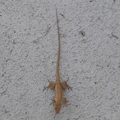 Identifying a Lizard - light brown lizard on concrete