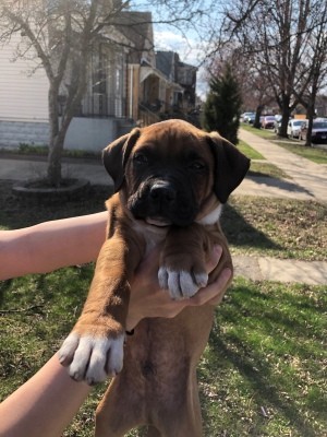 What Breed Is My Puppy? - brown puppy with white feet, and dark muzzle