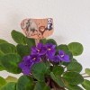 Making Animal Plant Pal Stakes - stake in the leaves of an African violet