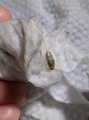 Identifying Household Bugs - gray bug