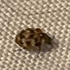 Identifying Household Bugs - two tone bug