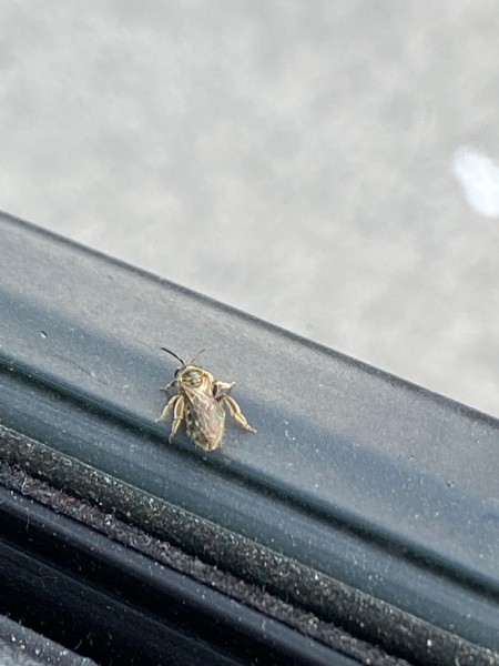 Identifying a Tan Bug - gray tan bug