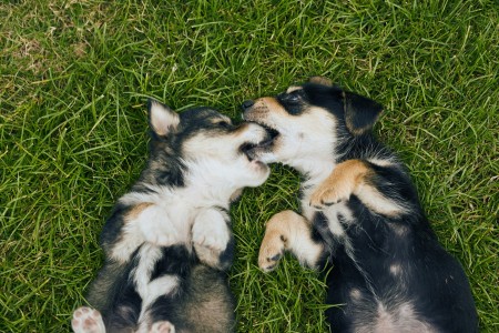 What Not to Do With Dominant Dogs and Puppies - puppies play biting