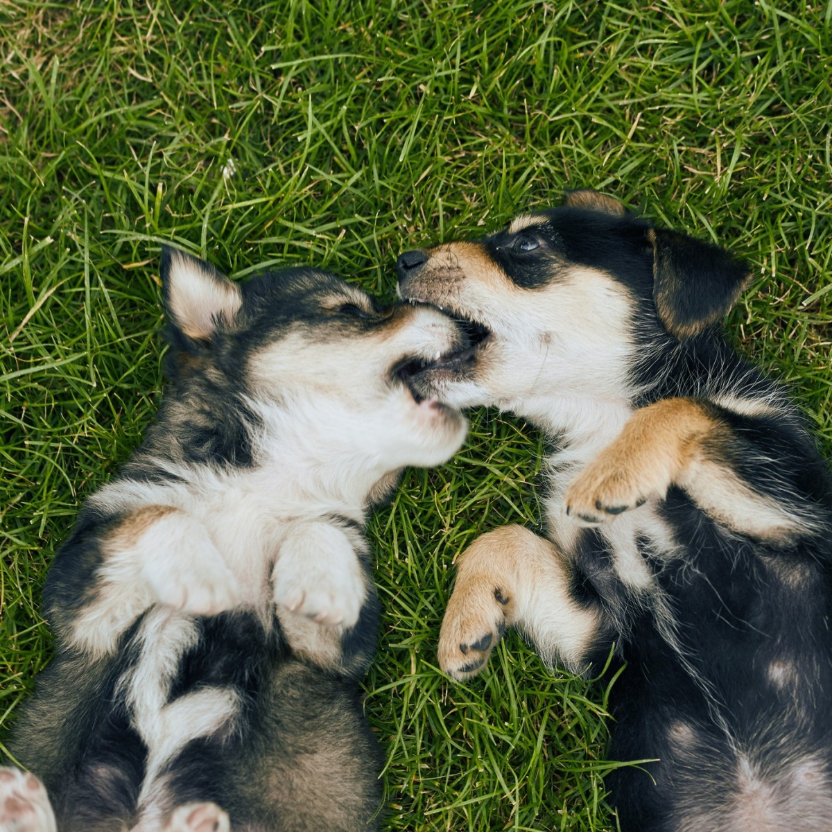 What Not to Do With Dominant Dogs and Puppies ThriftyFun