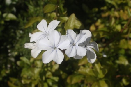Identifying Southern California Wild Flowers