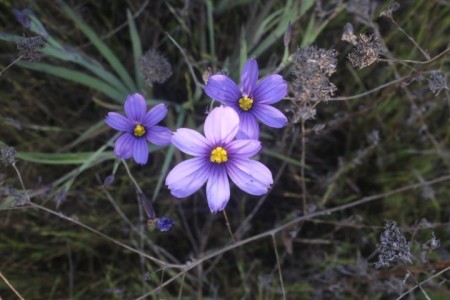 Identifying Southern California Wild Flowers - pretty 6 petal bluish purple wild flower with bright yellow center