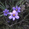 Identifying Southern California Wild Flowers - pretty 6 petal bluish purple wild flower with bright yellow center