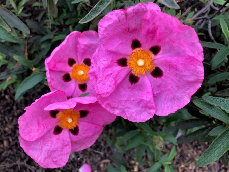 Orchid Rock Rose (Southern CA) - three beautiful blooms