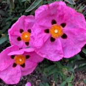 Orchid Rock Rose (Southern CA) - three beautiful blooms