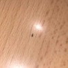 Identifying Tiny Black Biting Bugs - long thin black bug