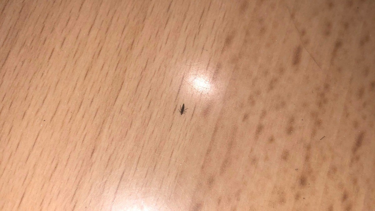 Identifying Tiny Black Biting Bugs X6 