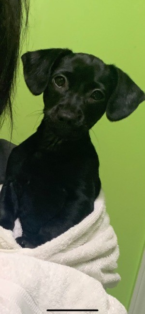 What Breed Is My Puppy? - small black puppy