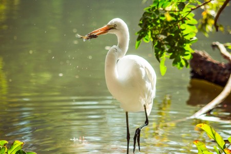 Feeding Time (Egret) - with fish