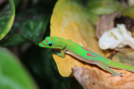 Hawaiian Gecko - bright green gecko with tan belly, pinkish brown markings, and yellow near neck