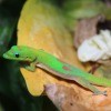 Hawaiian Gecko - bright green gecko with tan belly, pinkish brown markings, and yellow near neck