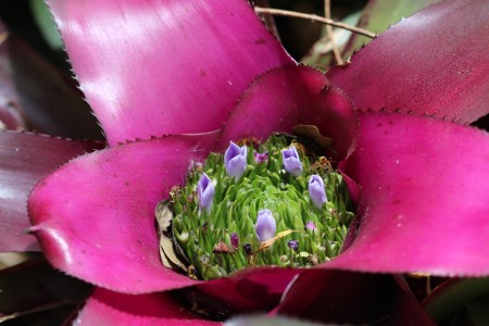 Mini Flower Garden in a Flower - closeup of pistil with tiny purple flowers in a bromeliad