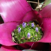Mini Flower Garden in a Flower - closeup of pistil with tiny purple flowers in a bromeliad