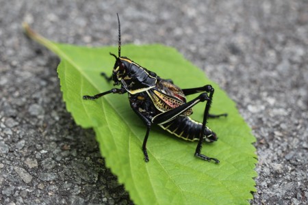 Horse Lubber Grasshopper - chunky grasshopper on bright green leaf