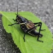 Horse Lubber Grasshopper - chunky grasshopper on bright green leaf