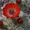 Spikingly Beautiful Cactus Flower - beautiful red bloom surrounded by buds and needles