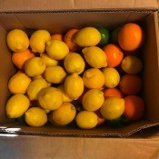 A box full of limes, lemons and oranges.