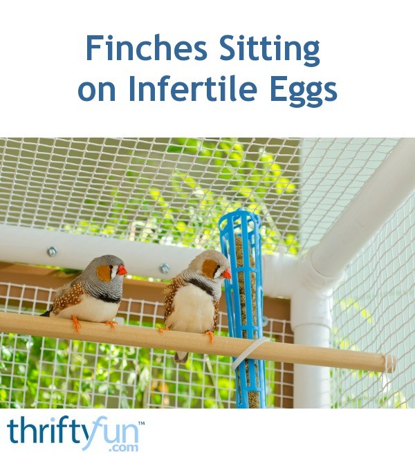 Finches Sitting on Infertile Eggs? ThriftyFun