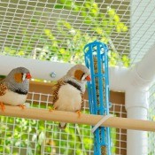 Two finches sitting on a rod in their cage.