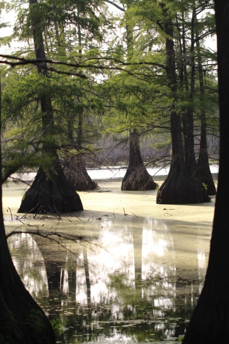 On The Bayou - Cypress Trees - cypress trees in a Louisiana swamp