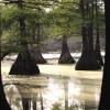 On The Bayou - Cypress Trees - cypress trees in a Louisiana swamp