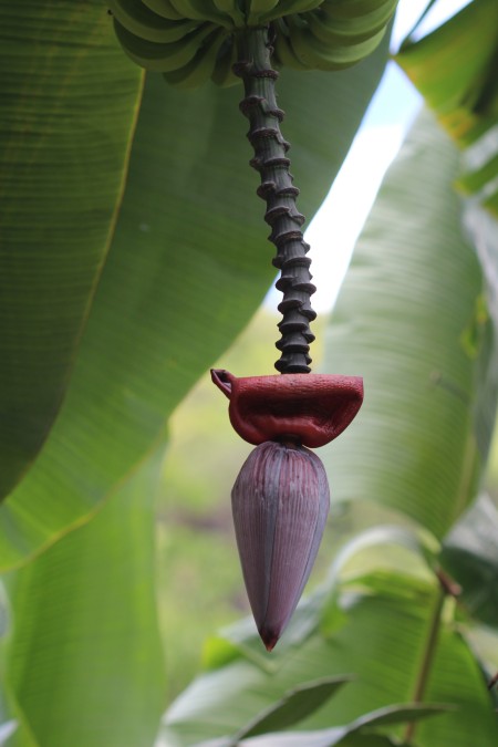 Lights On! (Banana Flower) - purple banana flower with green fruit near top of photo