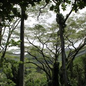 Tree Tops - Oahu  - tree tops with mountains and sky in the background