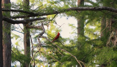 Mr. Red (Cardinal) - cardinal on a tree branch
